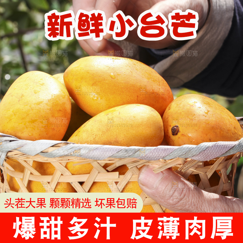 手拿一筐广西小台芒
