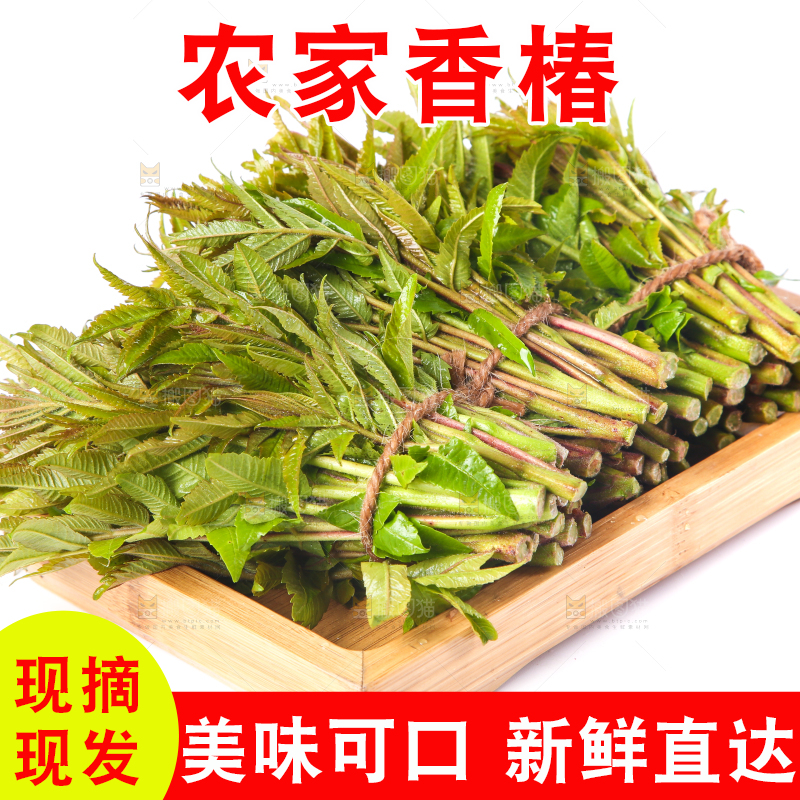 一盘新鲜香椿放在白底上