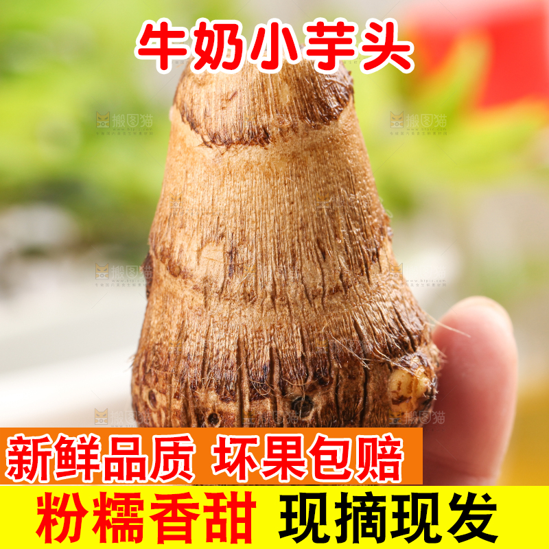手里拿着新鲜小芋头
