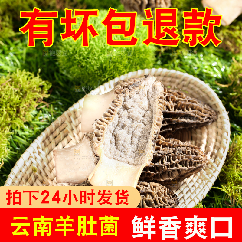 草地上放着一盘野生羊肚菌