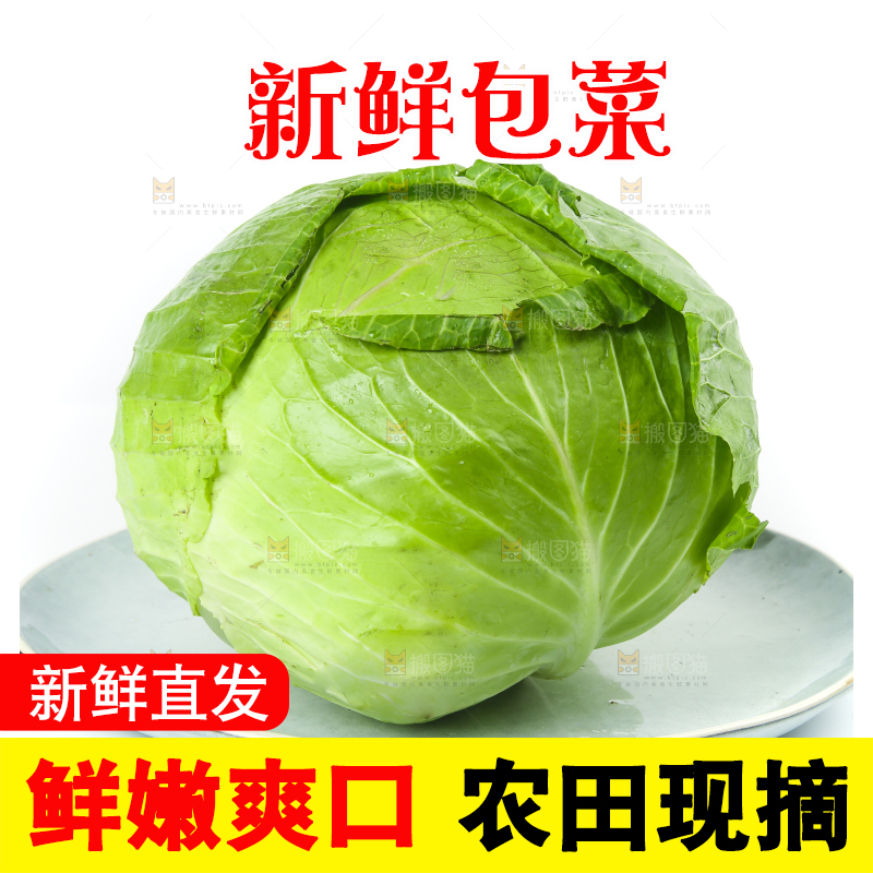 白底上放着一盘包菜