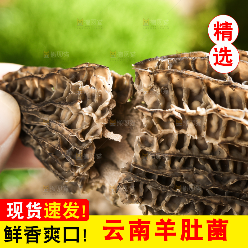 手拿切开的新鲜羊肚菌