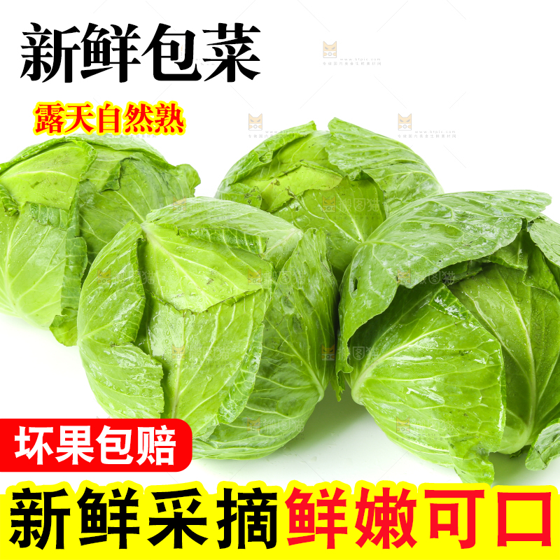 新鲜的卷心菜放在白底上