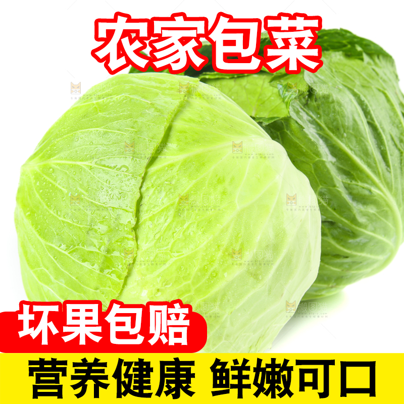 白底上的包心菜