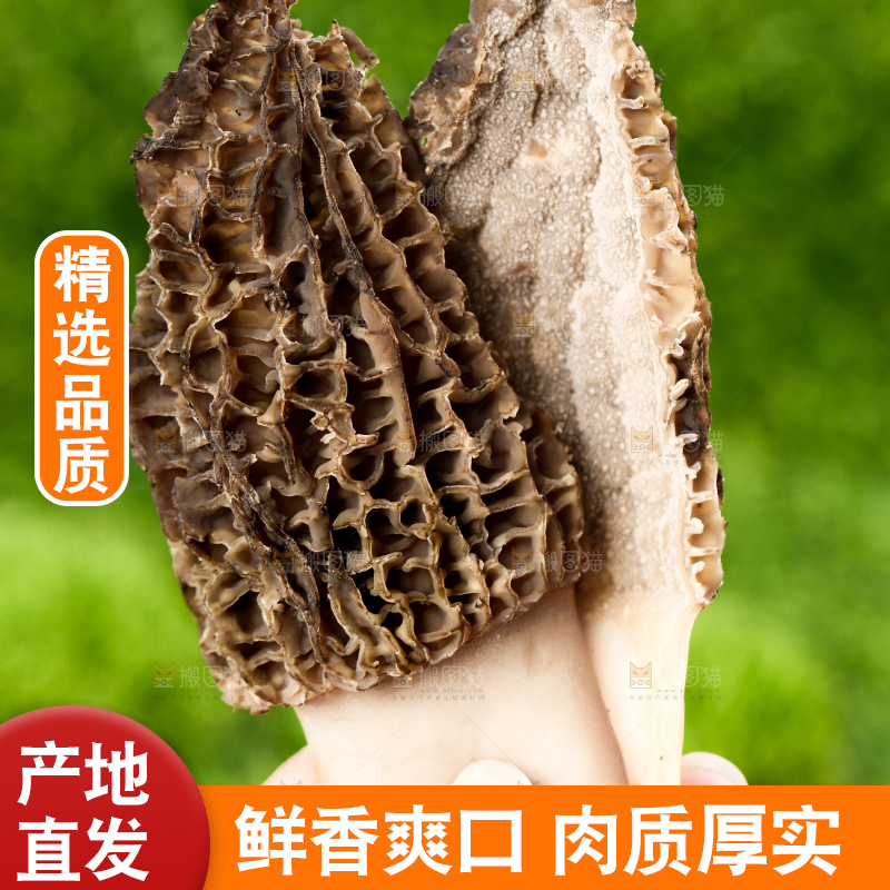 手拿切开的云南羊肚菌