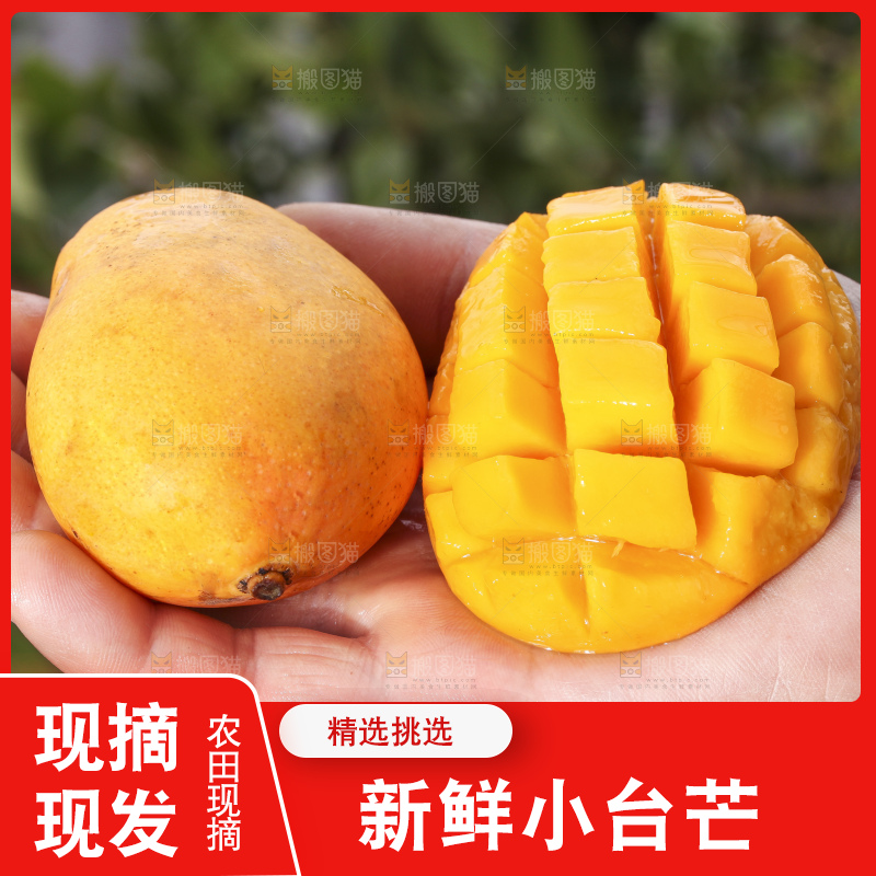 手拿切开的迷你小台芒