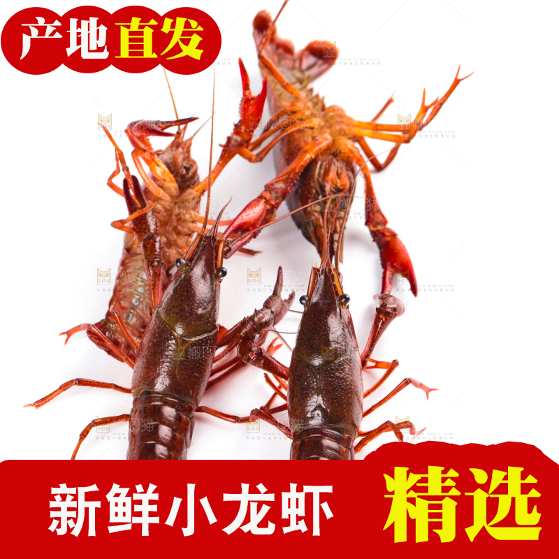 白底上放着潜江小龙虾