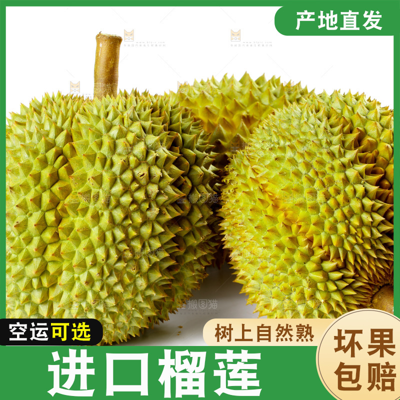 白底上的新鲜榴莲