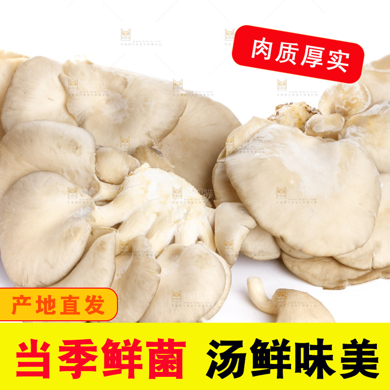 白底上的平菇