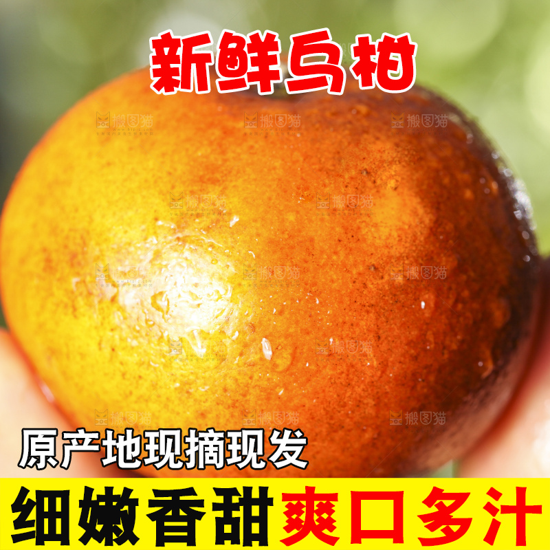 手拿新鲜乌柑