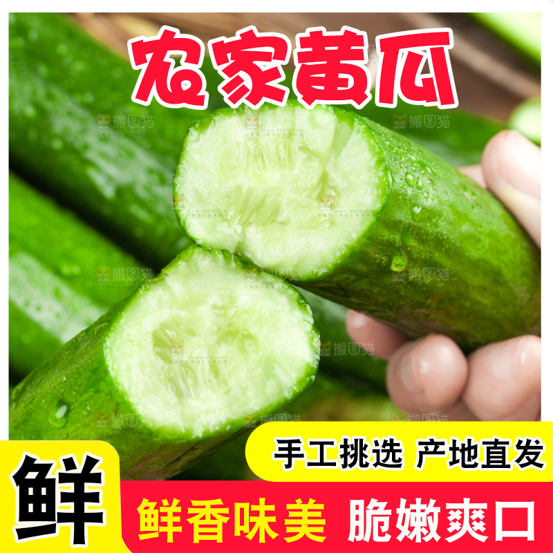 手里拿着山东水果黄瓜