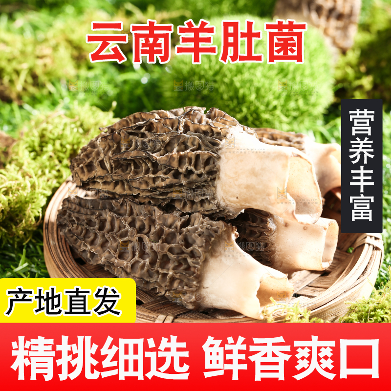 草地上放着一盘野生羊肚菌