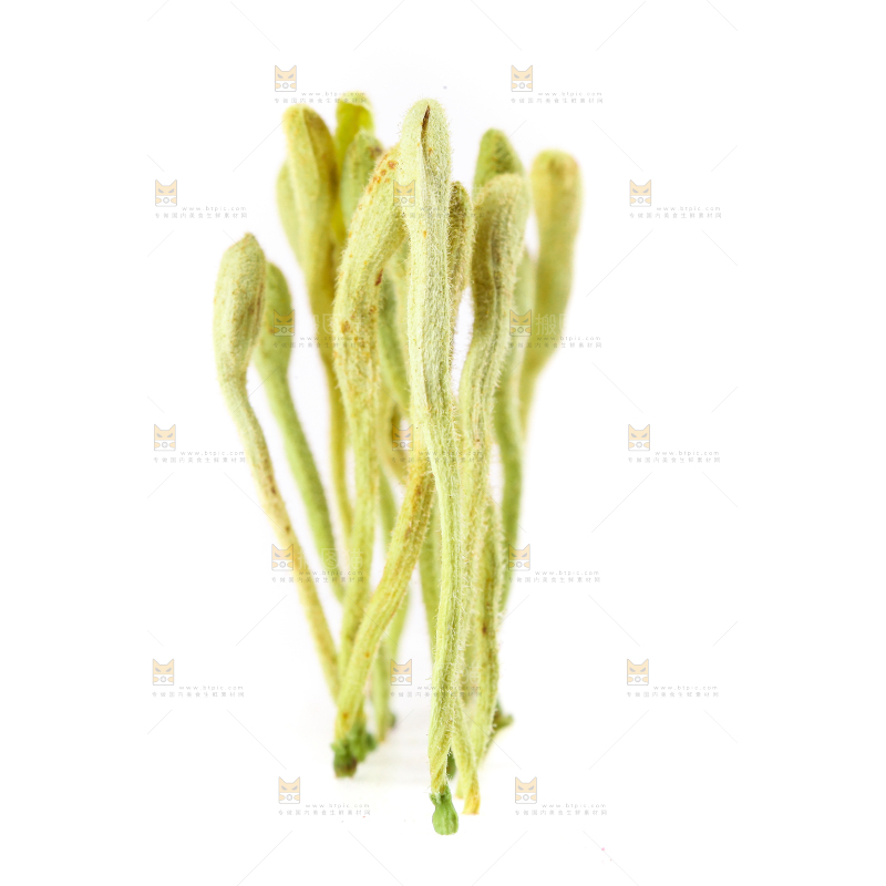 白底上的金银花