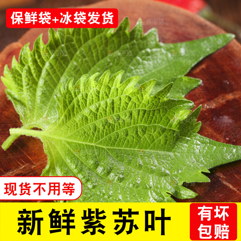 木底上的新鲜紫苏叶