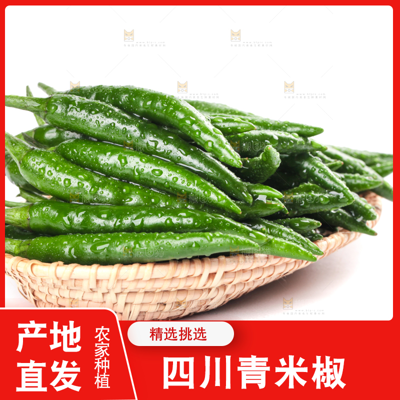 一盘新鲜的青小米辣放在白底上