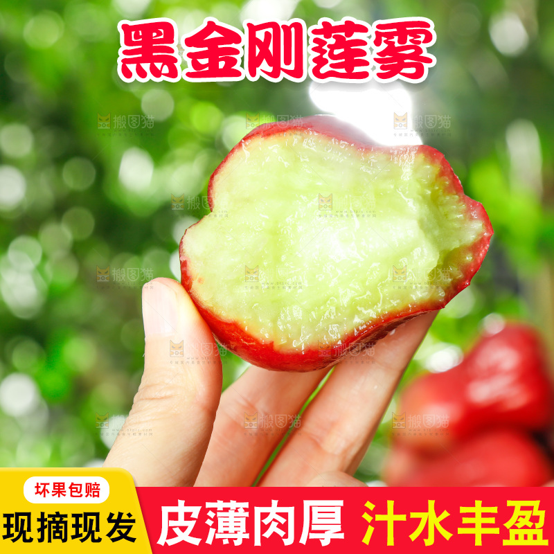 手拿新鲜黑金刚莲雾