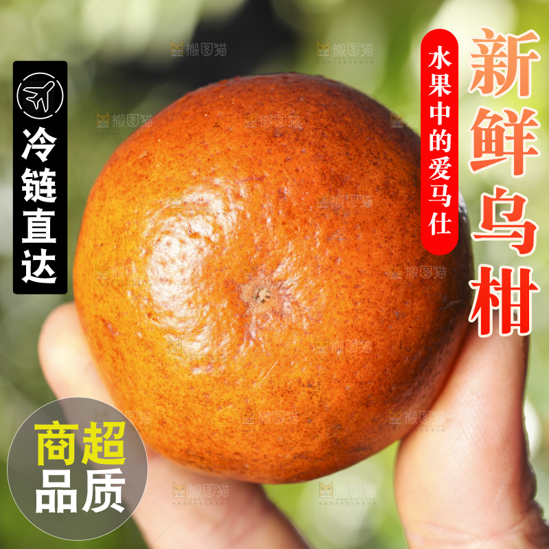手拿新鲜乌柑