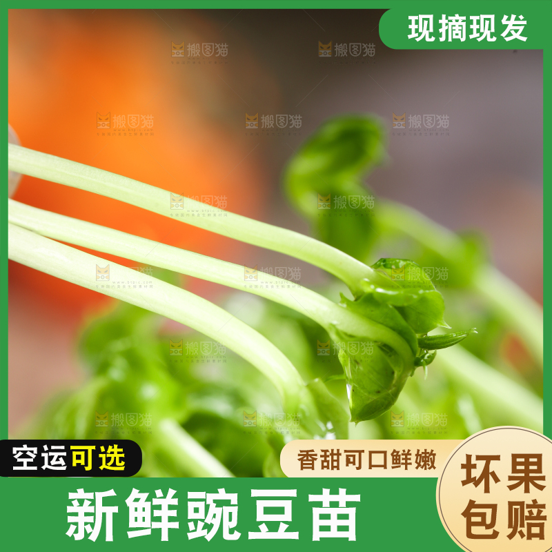 篮子里的豌豆芽苗菜