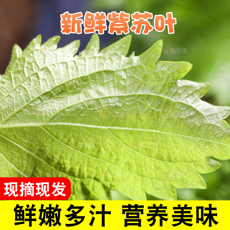 手拿紫苏叶