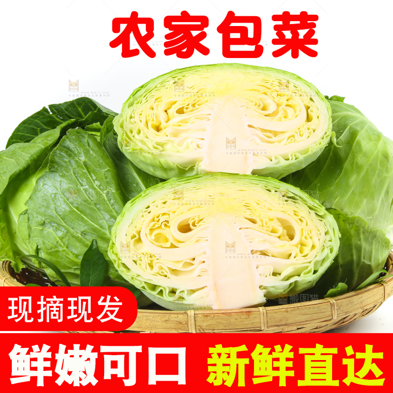 一筐新鲜包心菜放在白底上