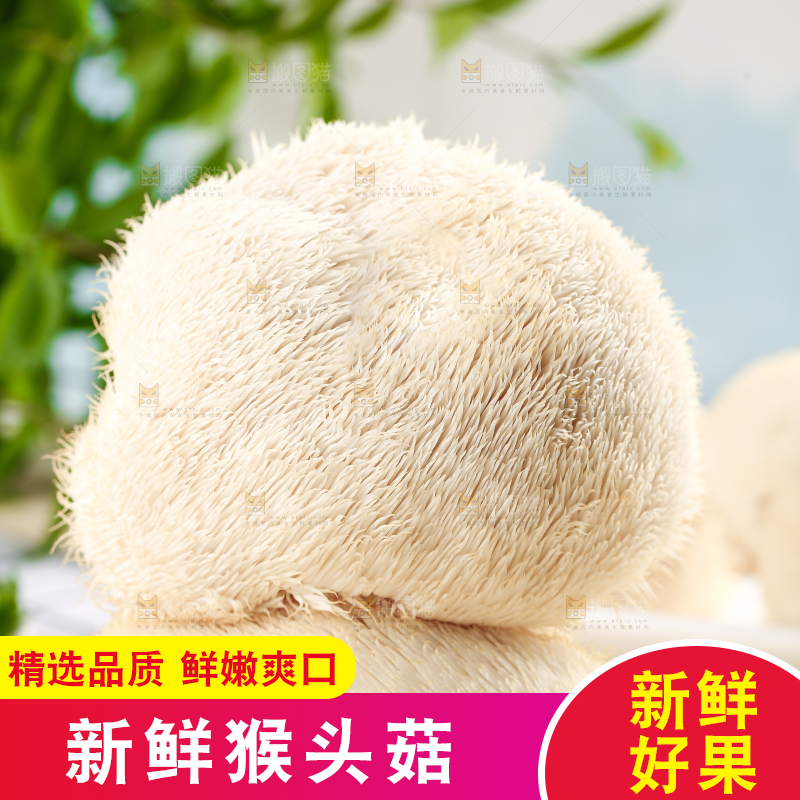 木板上放着长白山猴头菇