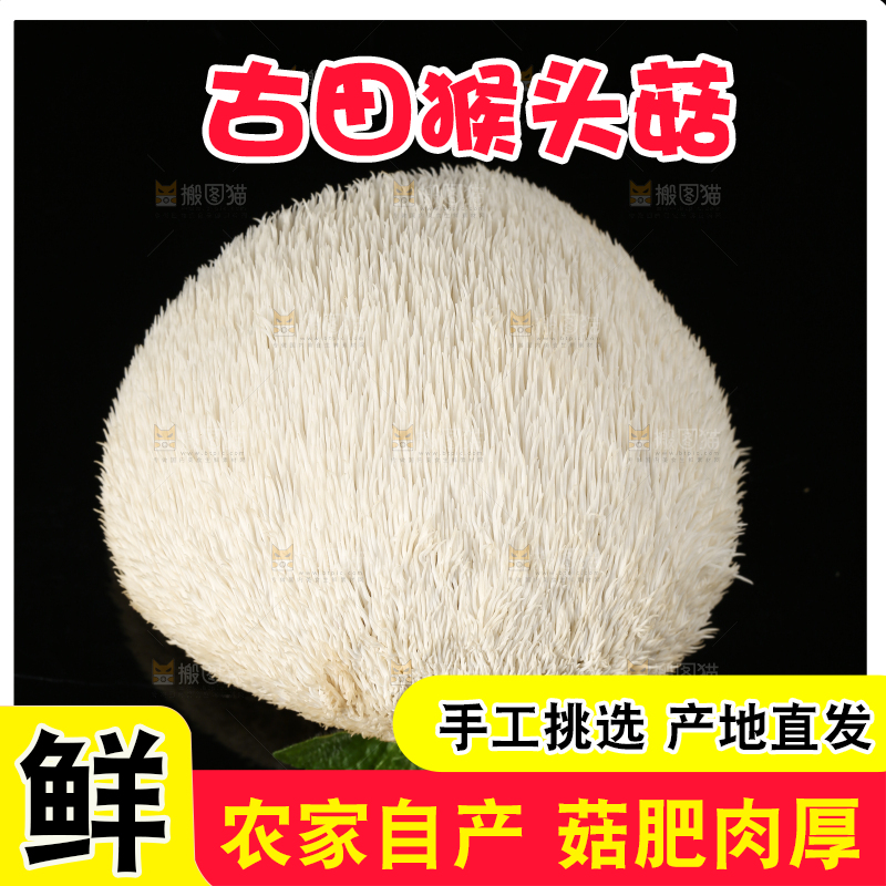 黑石板上的古田猴头菇