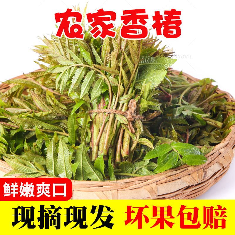 一筐山东香椿放在白底上