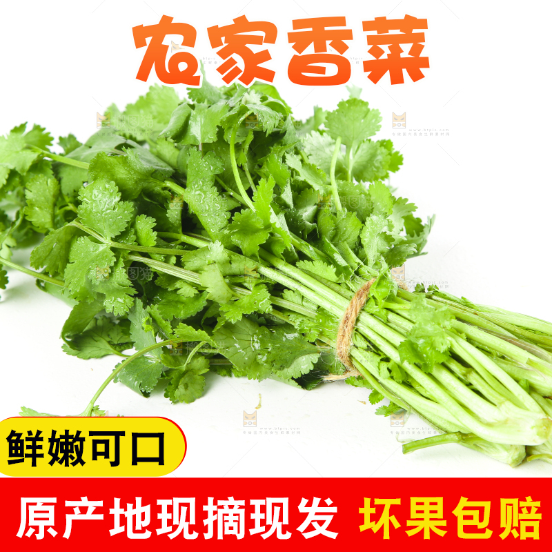 白底上的小叶香菜