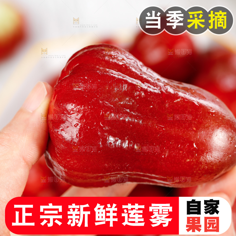 手拿新鲜莲雾