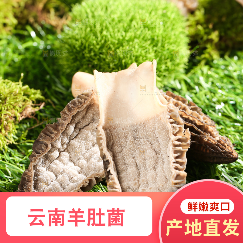 切开的羊肚菌放在草地上