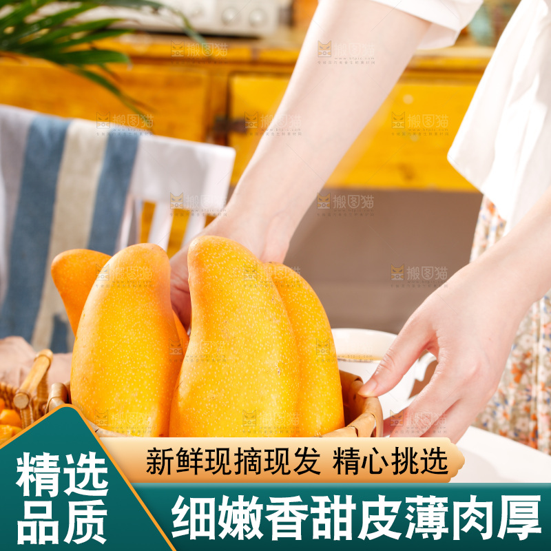 手拿新鲜金煌芒