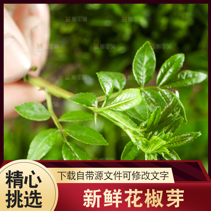 手拿新鲜花椒芽