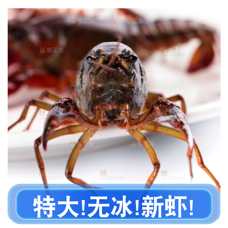 盘子里的鲜活龙虾
