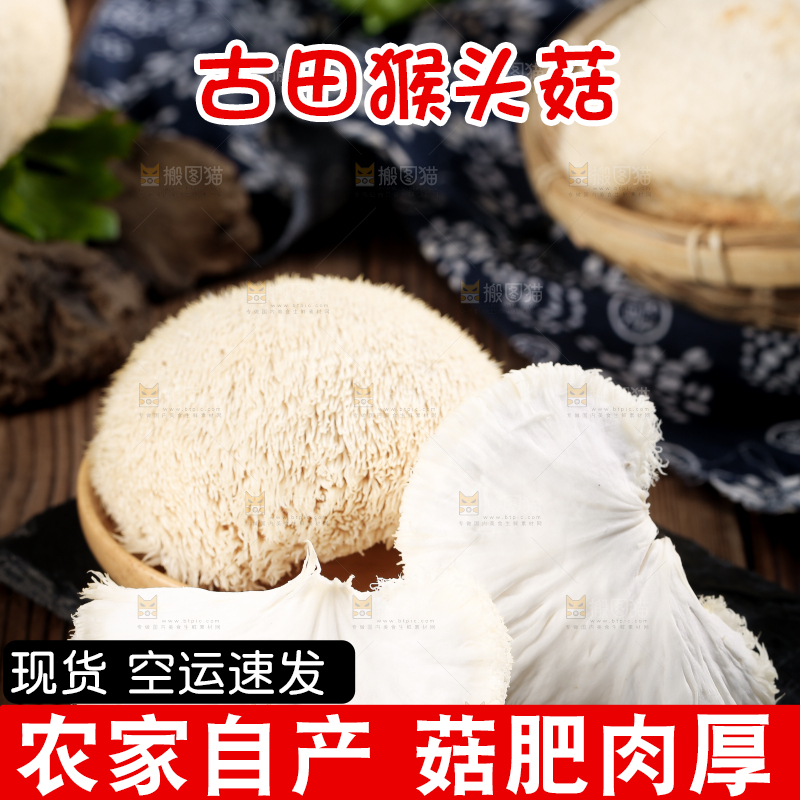 黑底上的猴头菇