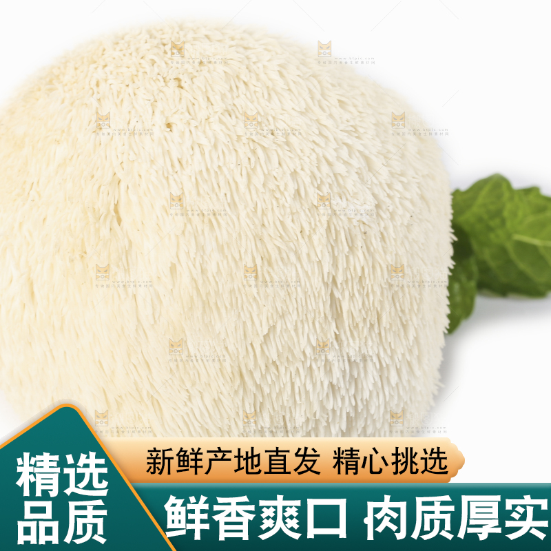 白底上的长白山猴头菇