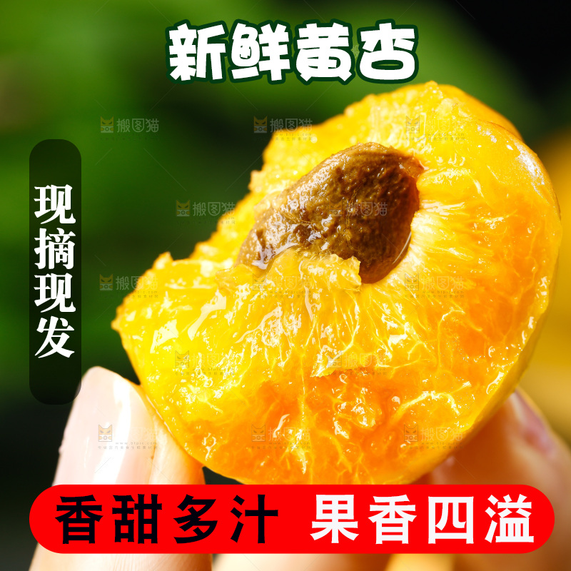 手拿掰开的大黄杏