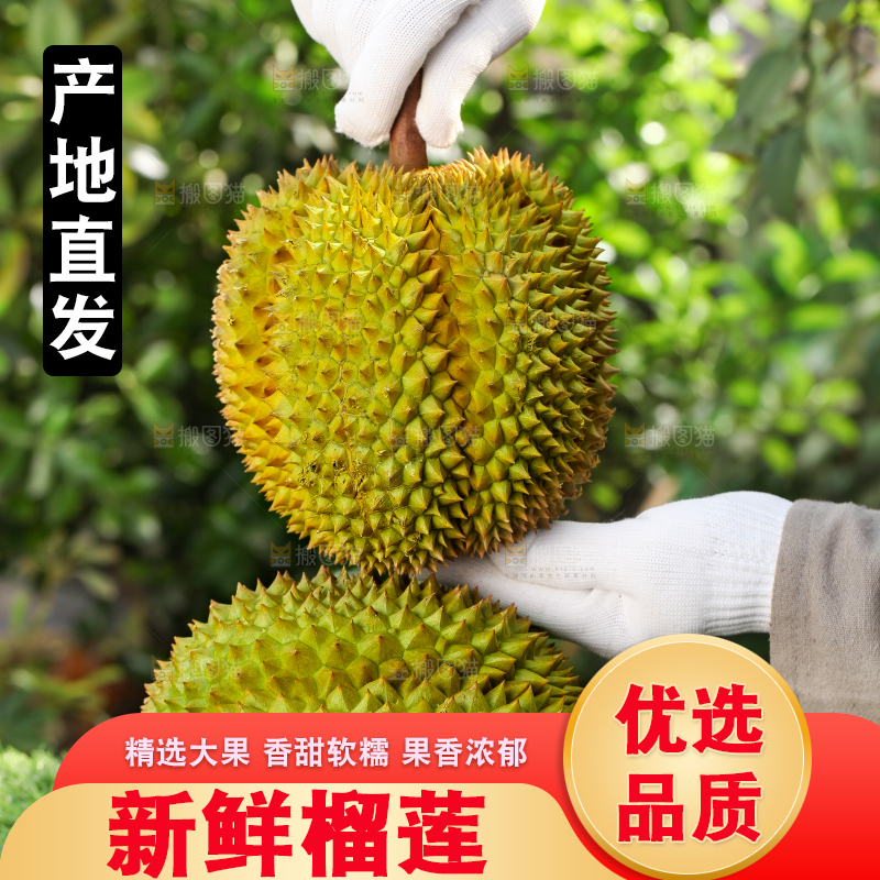 农民手里拿着泰国甲仑榴莲