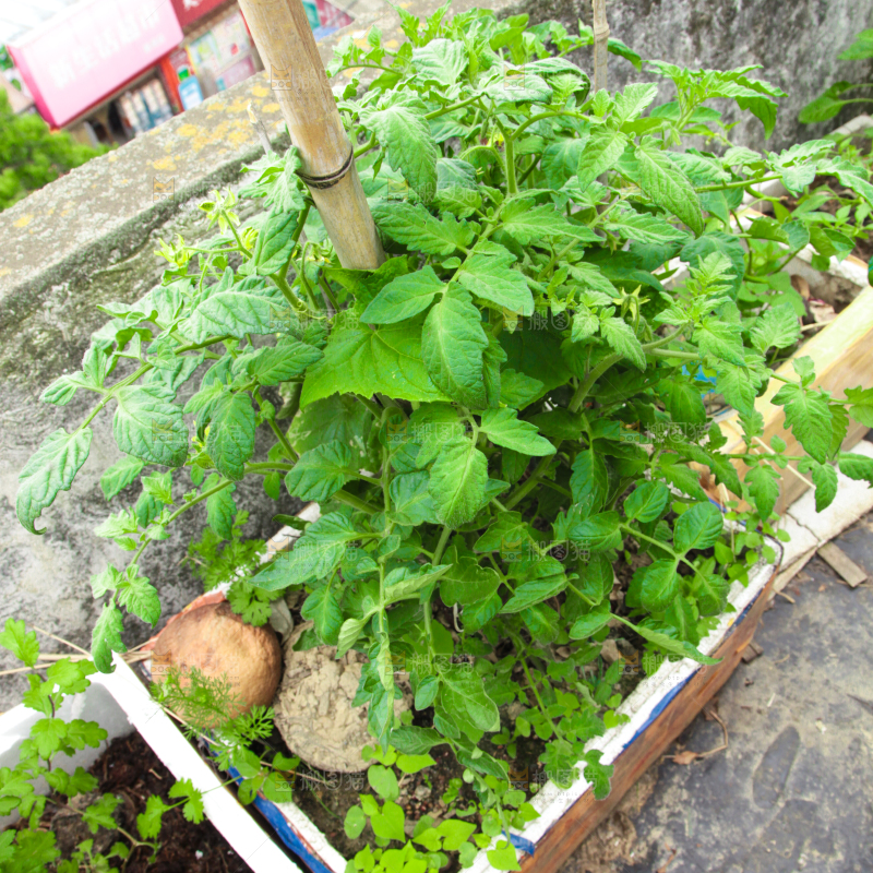 箱子里种着西红柿