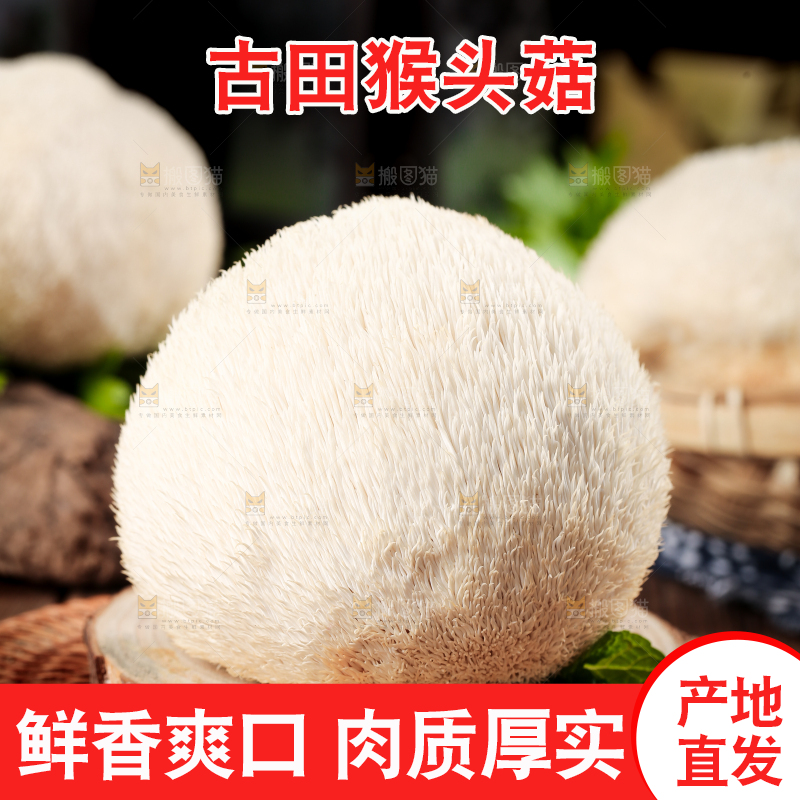 竹底上的云南新鲜猴头菇