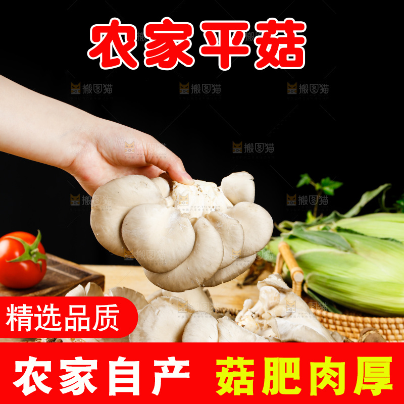 手拿新鲜平菇