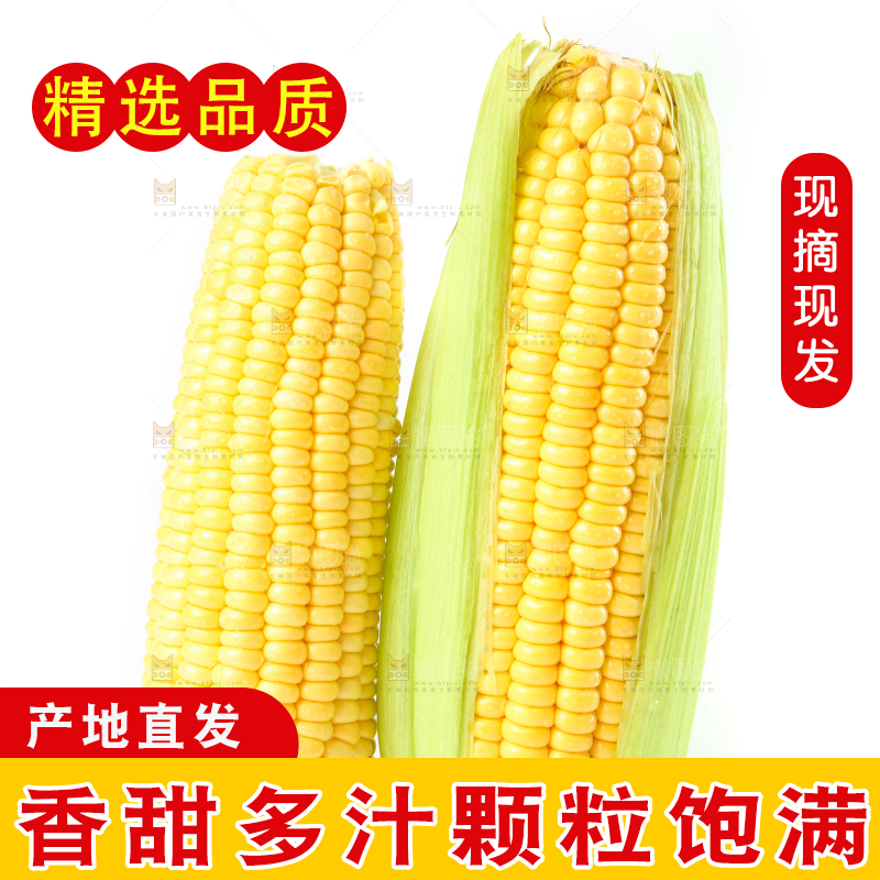 白底上摆放着苞谷