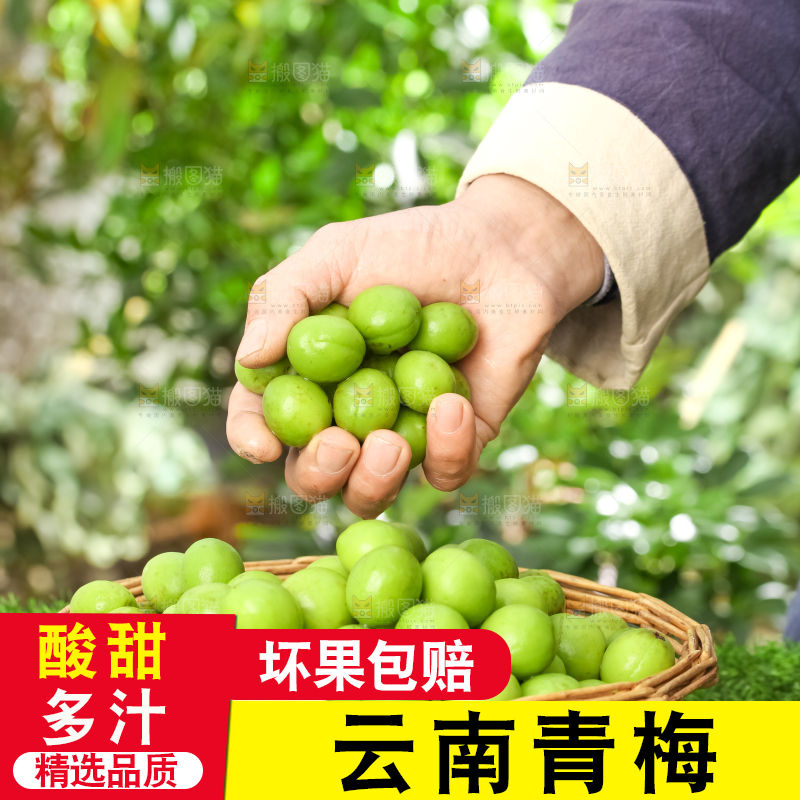 手拿新鲜青梅果