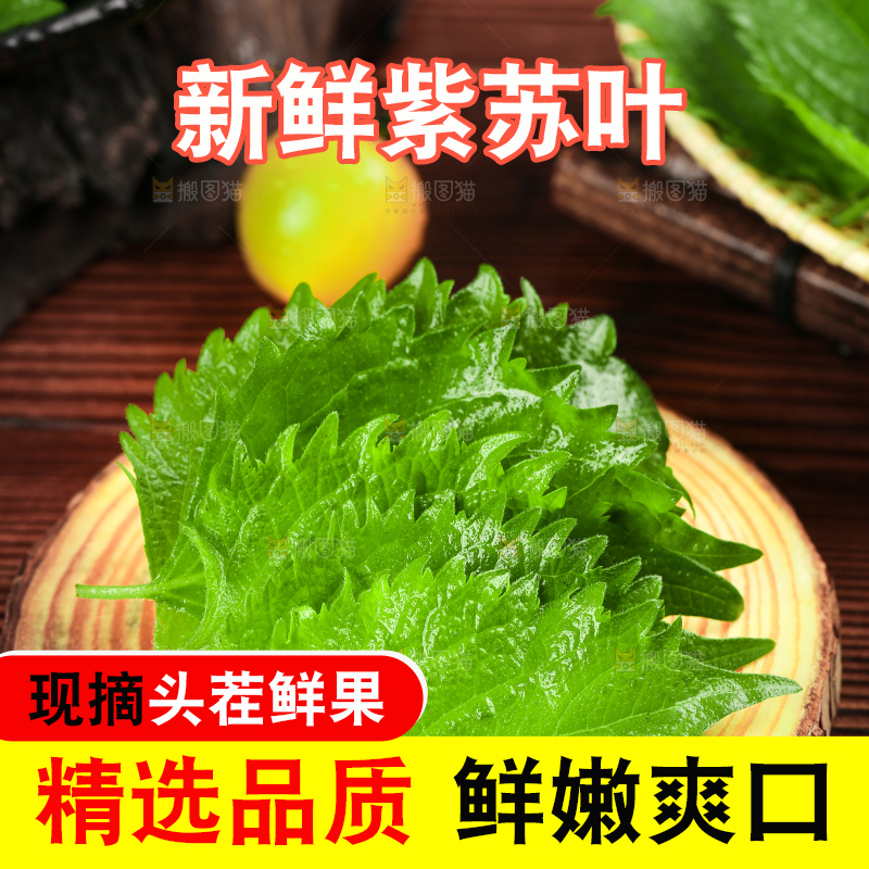 木底上的东北苏子叶