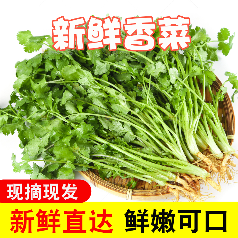 白底上放着一盘四季香菜