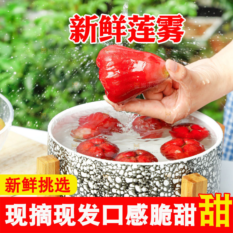 手拿新鲜黑金刚莲雾