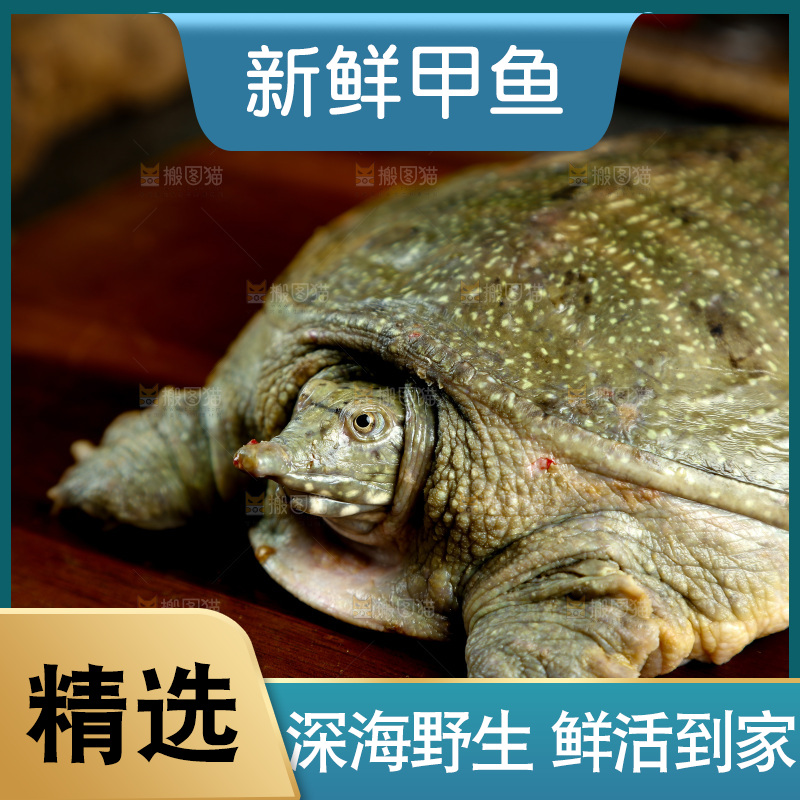 木板上放着大甲鱼