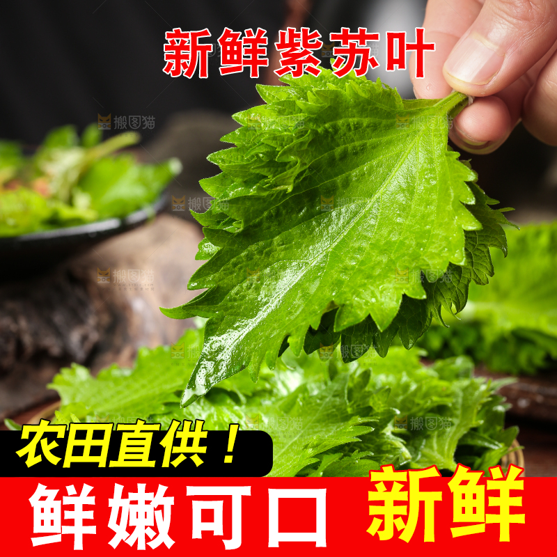 手拿紫苏叶