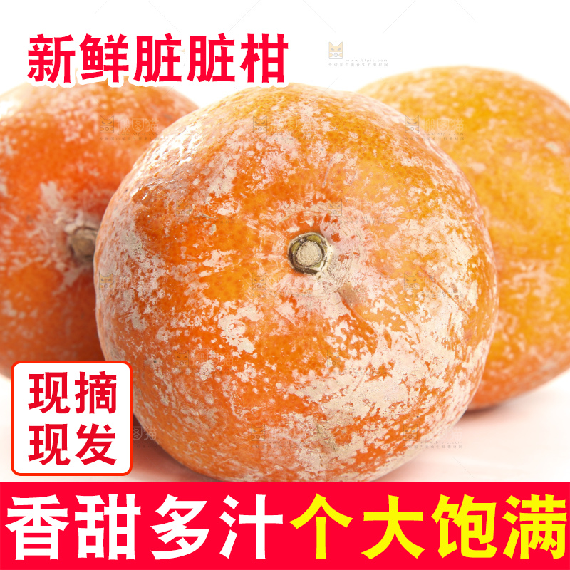 白底上的广西茂谷柑