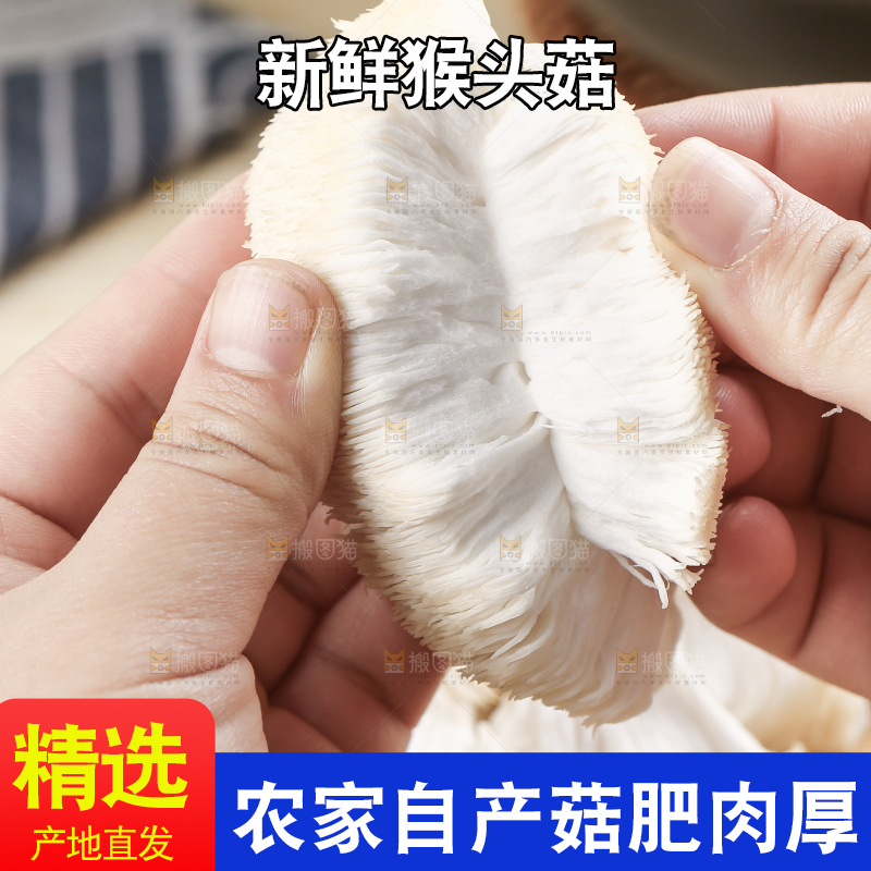 手里拿着新鲜猴头菇