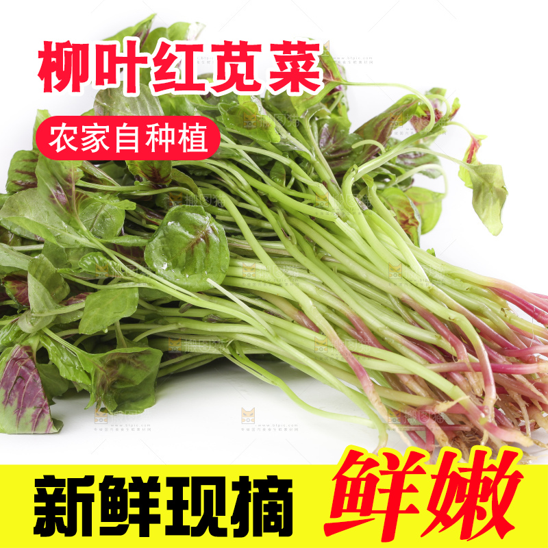 白底上的红苋菜